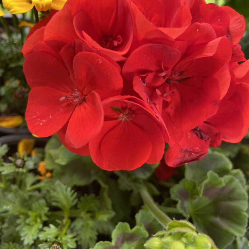 Thumb 64329458762 E93 F5841 EB52 4 F9 C 856 C 17326581 EBE6 1024