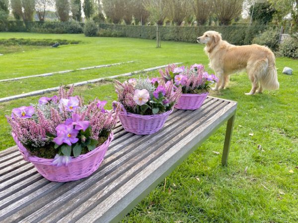 gastvrouw Leeg de prullenbak gewoontjes vetplantjes tuintafel decoratie buiten perkplantjes | Alena Van Belle