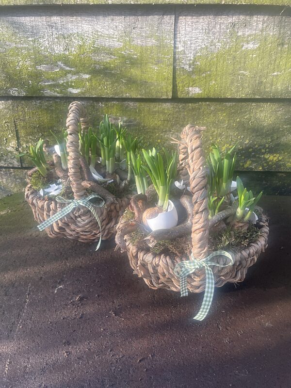 Mand knollekes 33 80