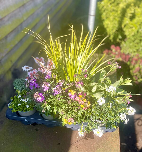 Catch 8 buitenplantjes mooiste mix