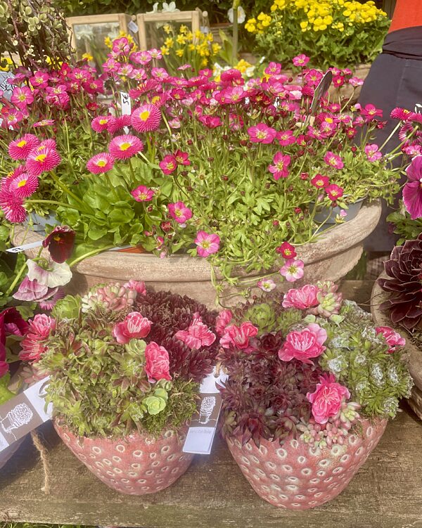 Catch aardbeipot met vetplantjes