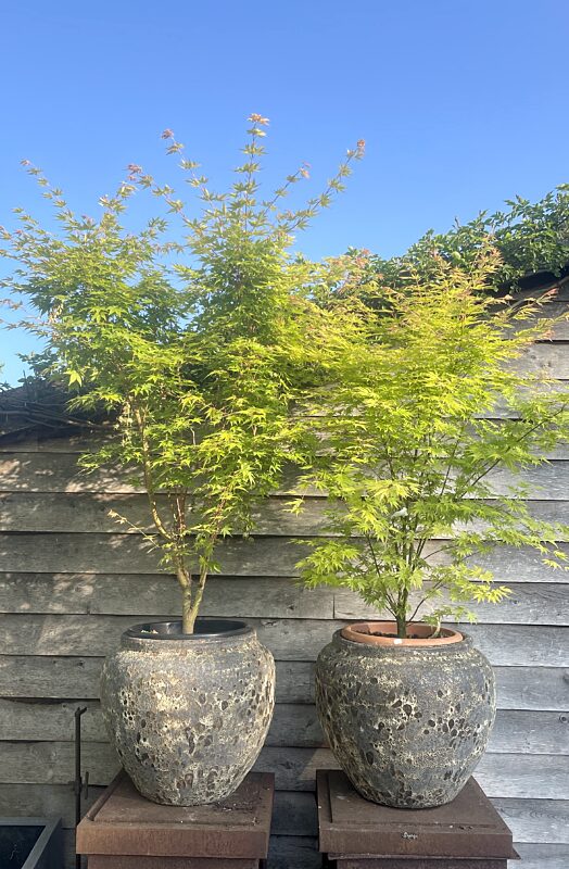 Catch acer plant