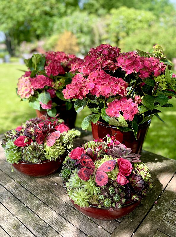 Catch bordaux coupe met vetplantjes