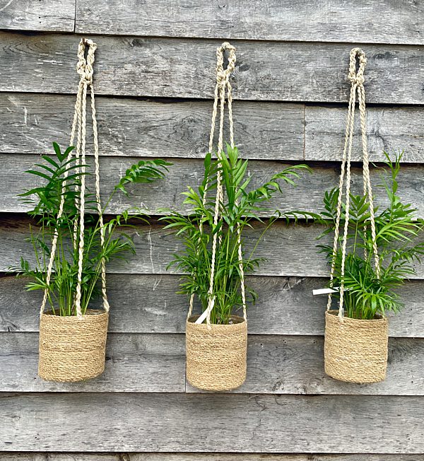 Catch botanic plant in hangend mandje