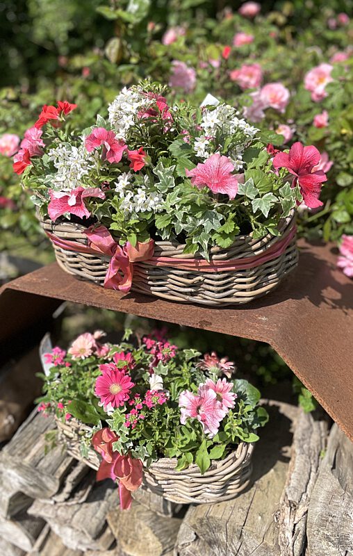 Catch buitenmand met zomerbloeiers coraille