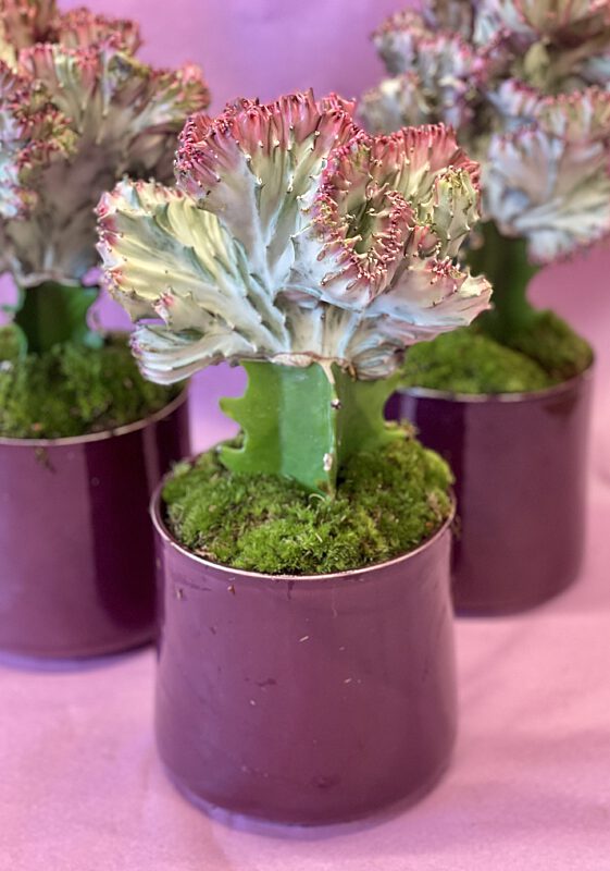 Catch cactus in pot purple