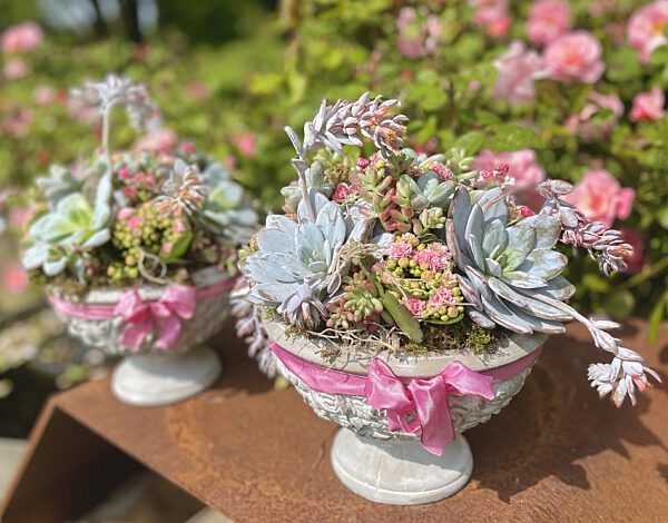 Catch coupe op voet met vetplantjes mix