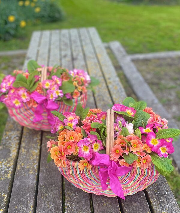 Catch felkleurige paander vol primulas