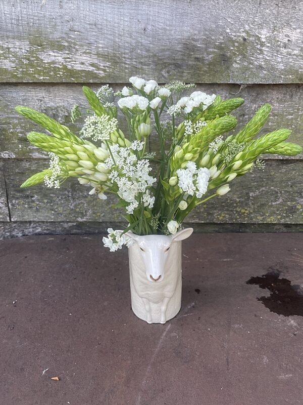 Catch geitje met ornithohalum