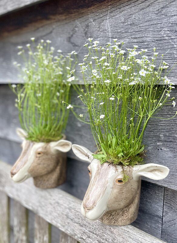 Catch geitpotjes met plantje
