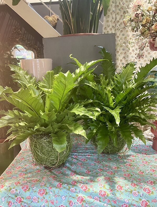 Catch grote plant in groene nestmand