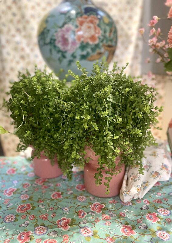 Catch hangend vetplantje in roze glazen vaas