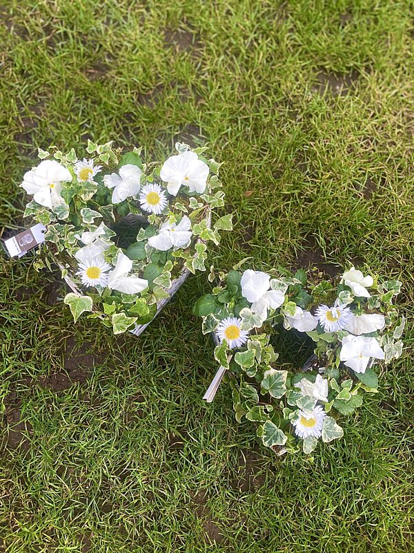 Catch hart met witte plantjes