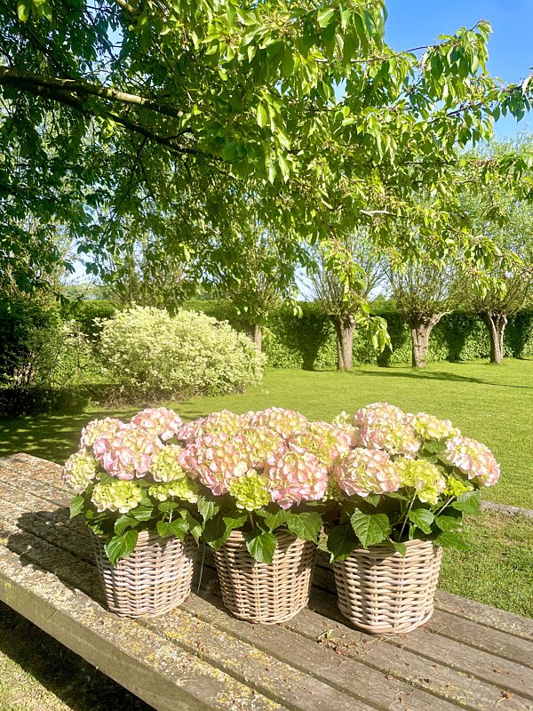 Catch hortensia in mand rozig