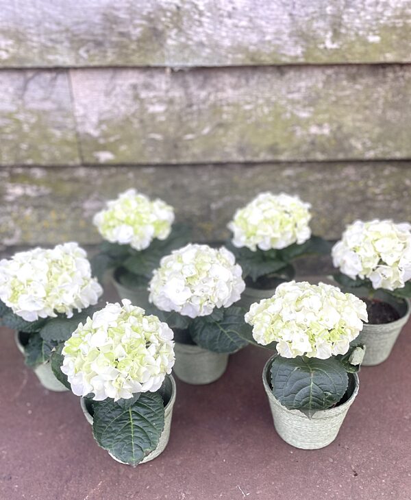 Catch hortensia in passend potje