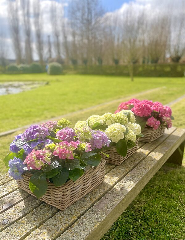 Catch hortensias in mand