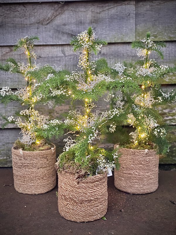 Catch kerboompjes gyps met lichtjes