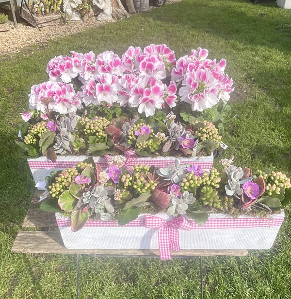 Catch langwerpig plantenbakje met vetplantjes