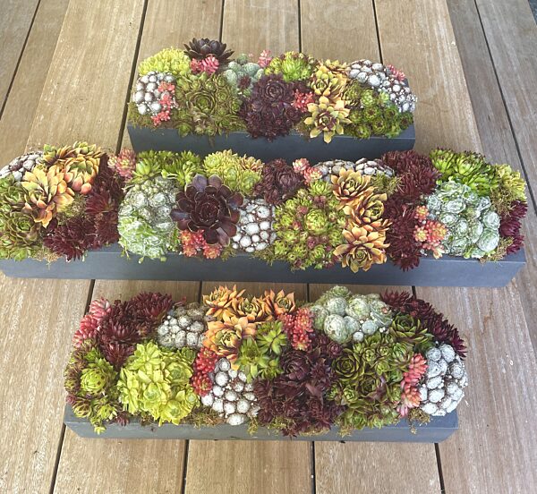 Catch langwerpige plantencoupe met vetplanten large en medium