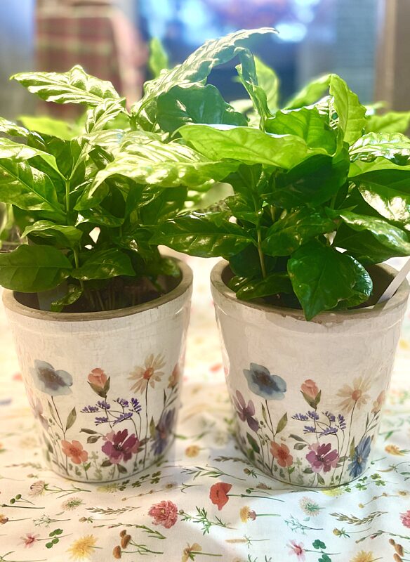 Catch lente plantenpot met plantje
