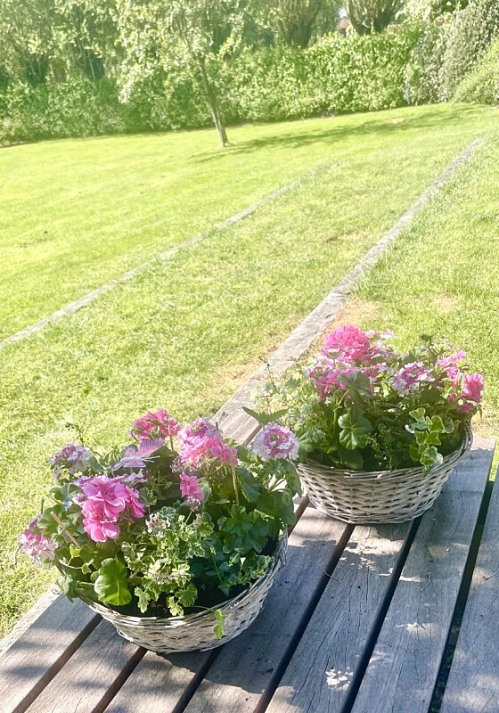 Catch mand met geranium rozig wit