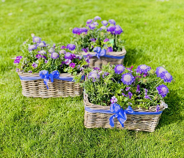 Catch mand met scabiosa violet