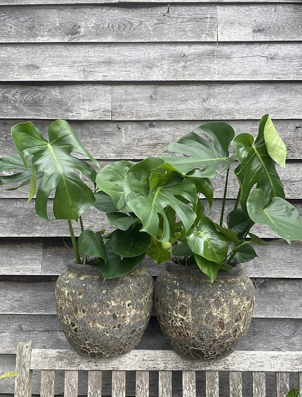 Catch plant monstera