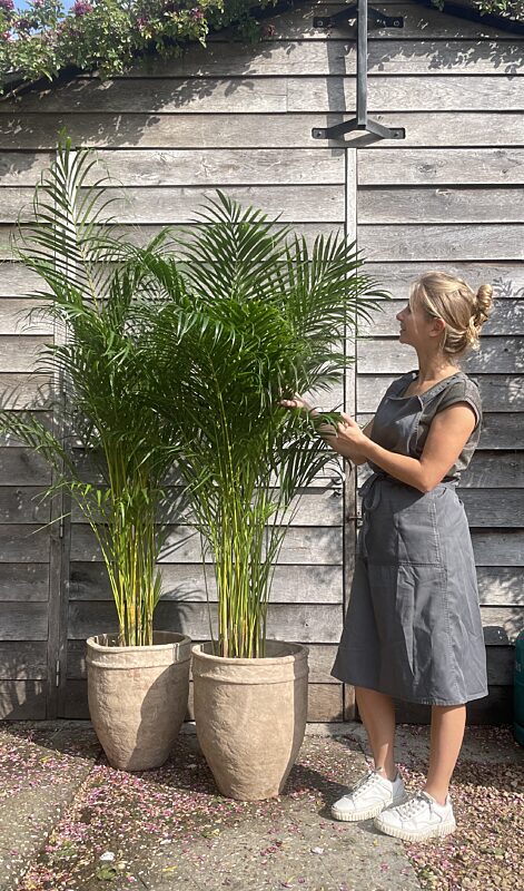 Catch plant palmier areca