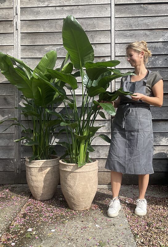 Catch plant strelezia