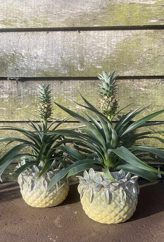 Catch plantenpot en plantje ananas