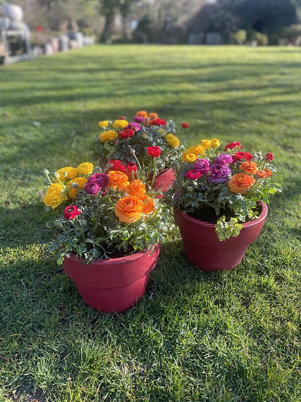 Catch plantenpot keramiek met ranonkels large en medium