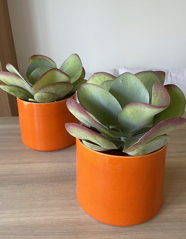 Catch plantenpot oranje met kalanchoë