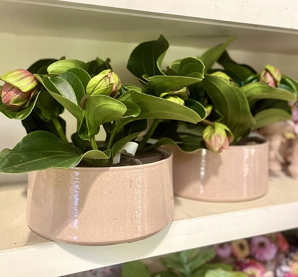 Catch plantenschaal met medinella plant