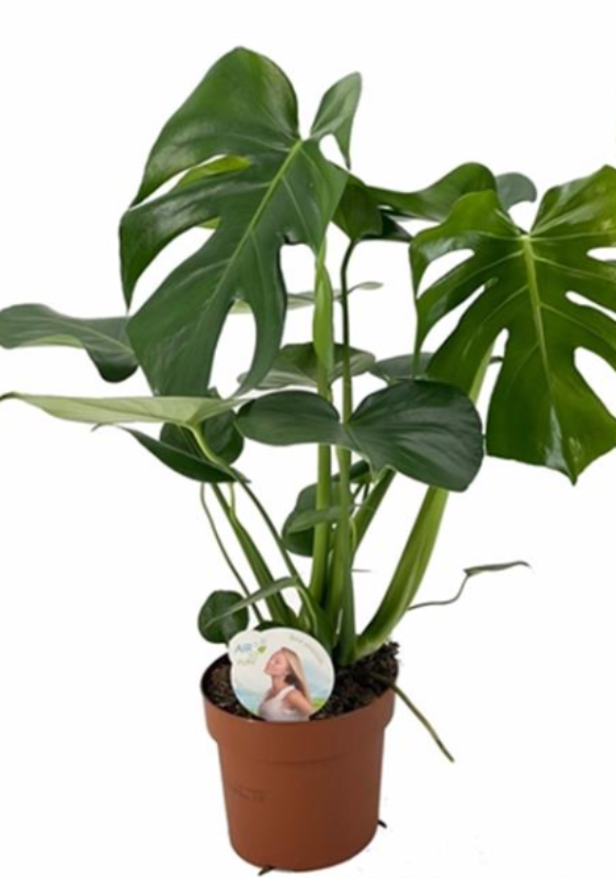 Catch promo monstera