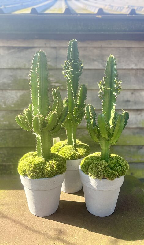 Catch reuzecactus in pot promo