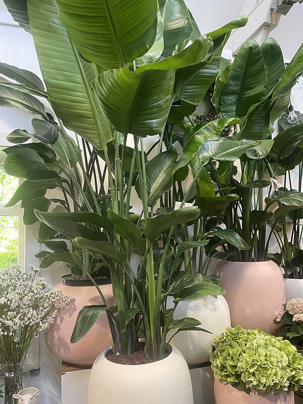 Catch strelezia plant