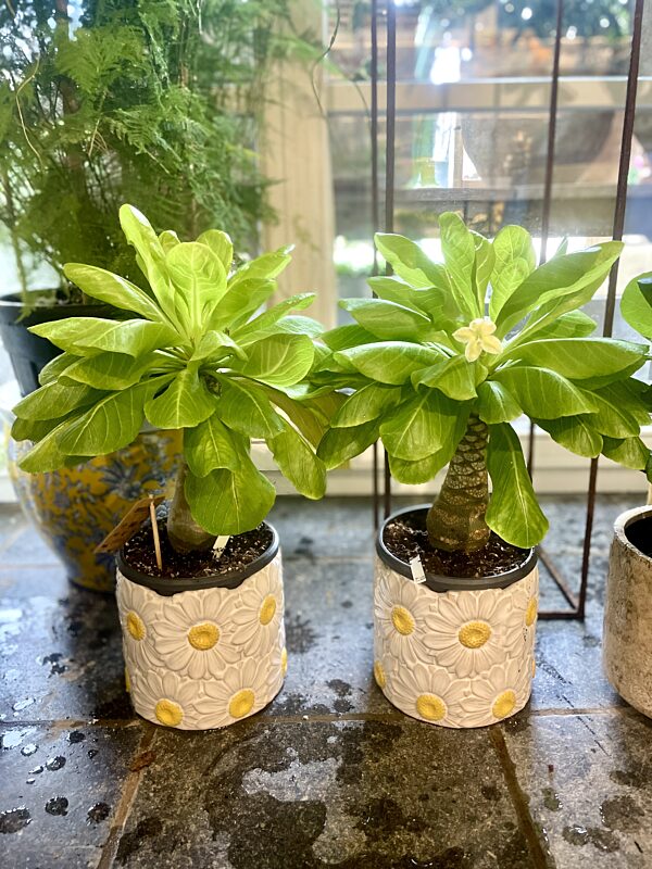 Catch trendy plant met plantenpot