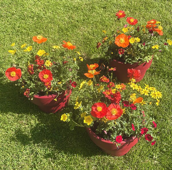 Catch veldse plantenpot met papaver en zomerbloeiers