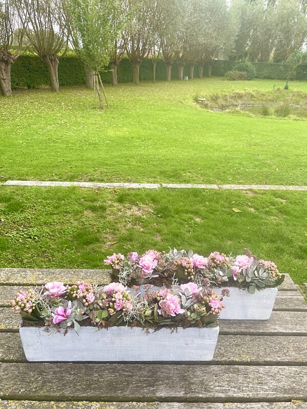 Catch vensterbank plantenbak lang en smal met vele vetplantjes