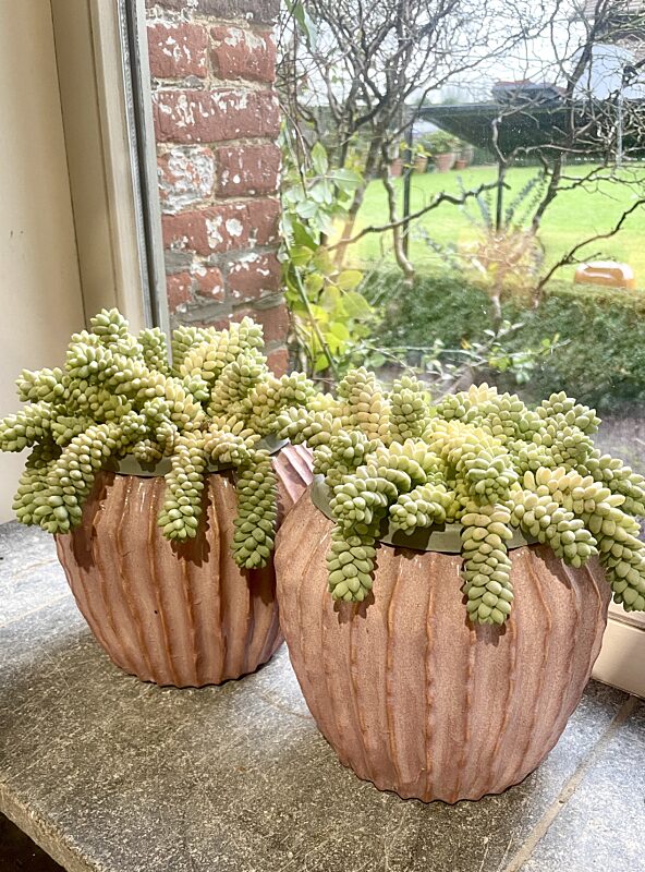 Catch vetplant in roze plantenpot