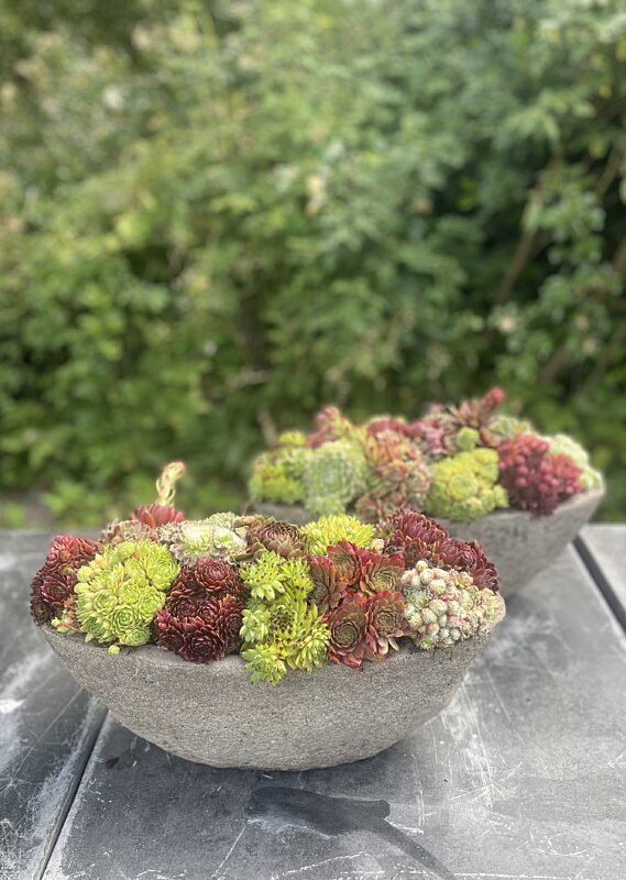 Catch vetplanten in langwerpige betonkleurige pot