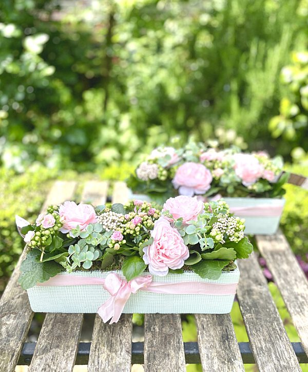 Catch vetplantjes in het roze rechthoekig
