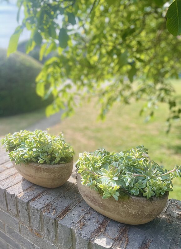 Catch zandkleurige plantenschaal met vetplant