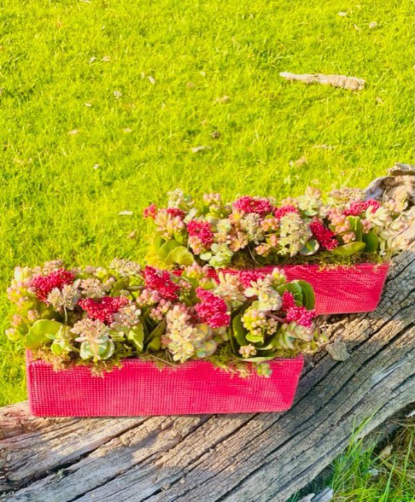 Vetplantjes coupe rechthoekig catch
